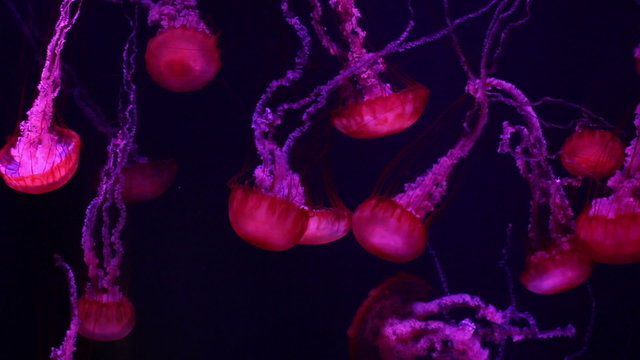 a lot of red jellyfish medusa in a black void