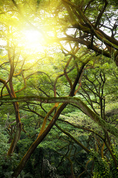 Green jungle forest with ray of light.