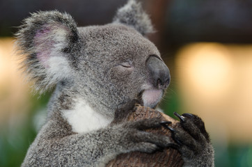 Koala face visible