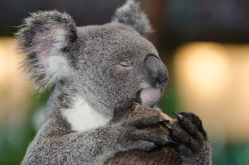Photo sur Plexiglas Koala Koala face visible