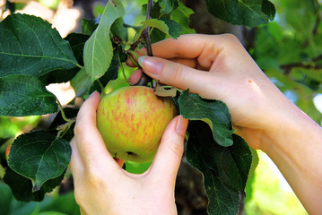 Apfel - apple 02