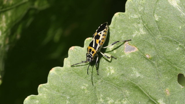 cabbage bug on a sheet