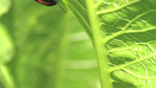 Red Cabbage Bug. mating. Eurydema ventralis