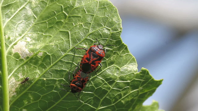 Eurydema ventralis. common name: Red Cabbage Bug. mating