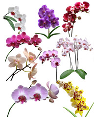 Orchids flowers it is isolated