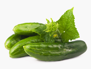 Cucumber