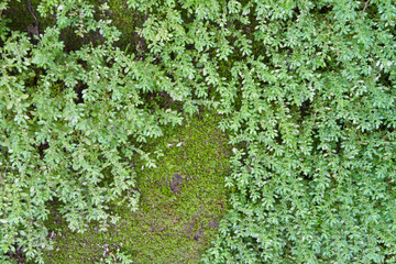 Green moss background