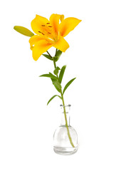 yellow lilies in glass vase