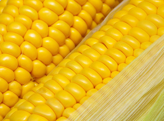 corn comb background