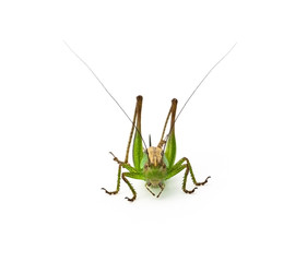 Portrait of a grasshopper