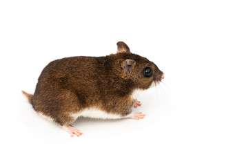 Eversmann's hamster