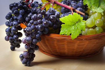 Grapes in the basket _ uva nera e bianca nel cestino - 44600650