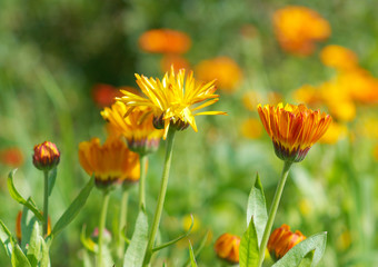 pot marigold (Calendula officinalis) fiel
