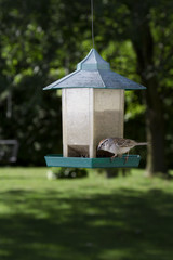 Chipping Sparrow