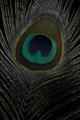 Obraz premium Eine Pfauenfeder