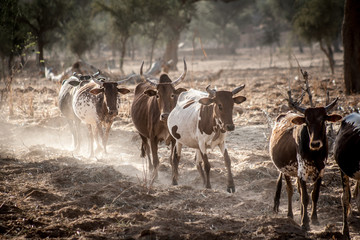 Cows grazing in the dust.