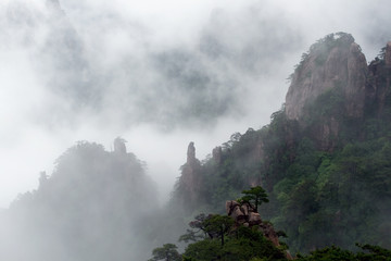 Huangshan (yellow mountain) and pine tree. Foggy day
