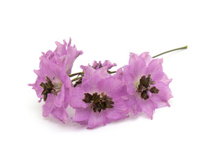 Obraz premium violet delphinium flower