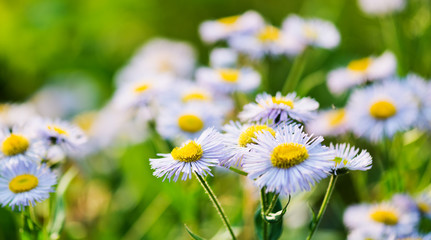 Fototapeta premium Wild blue asters