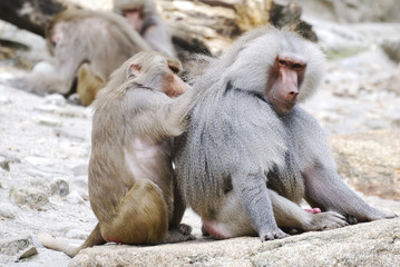 Baboons