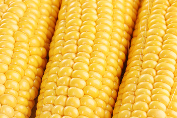 corn background