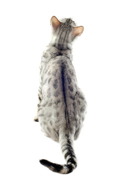 dos, chat bengal