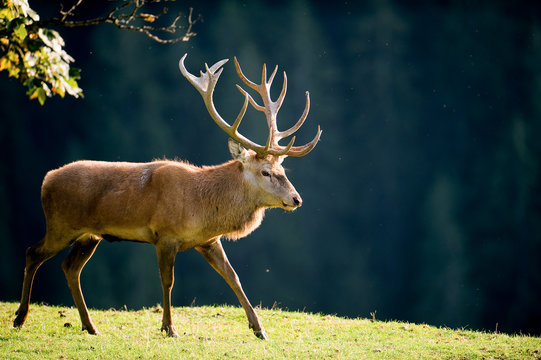 Hirschbrunft