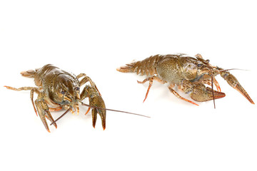 Alive crayfishes isolated on white close-up