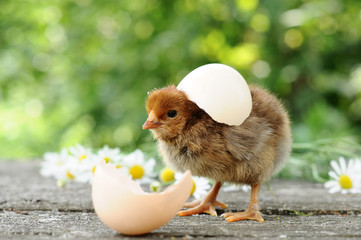 Small chicks and egg shells