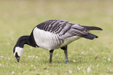 Weißwangengans (Branta leucopsis)