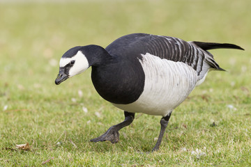 Weißwangengans (Branta leucopsis)