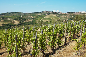 Fototapeta na wymiar Wein im Chianti (Toskania)