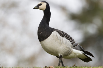Weißwangengans (Branta leucopsis)