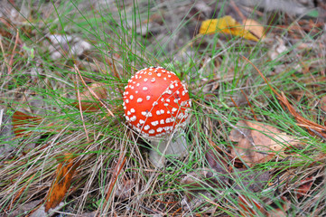 fly-agaric mushroom is in the forest