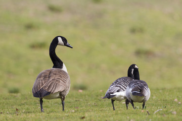 Kanadagans (Branta canadensis)