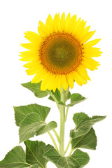 sunflower isolated on white