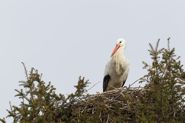 Weißstorch (Ciconia ciconia)
