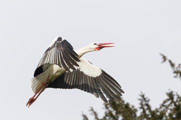 Weißstorch (Ciconia ciconia)