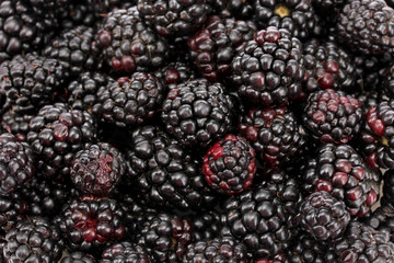 Fototapeta na wymiar background of beautiful blackberries