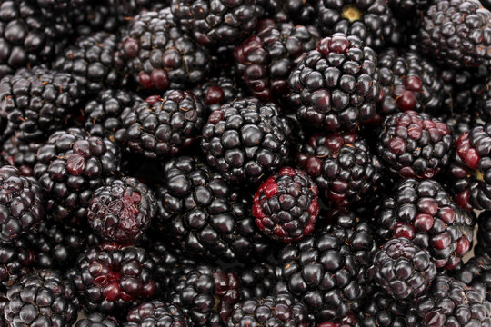 background of beautiful blackberries