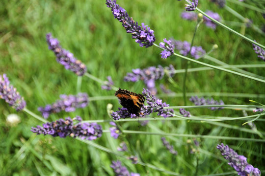 Kleiner Fuchs auf Lavendel
