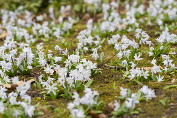 Puschkinie (Puschkinia scilloides)