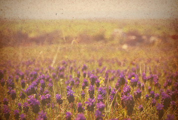 Fototapeta premium grunge image of a field