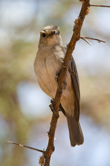 Strichelkopfschnäpper