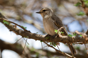 Strichelkopfschn&auml;pper