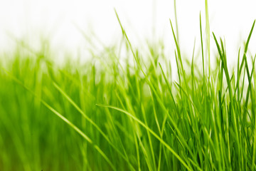 Fototapeta na wymiar zielonym tle trawy