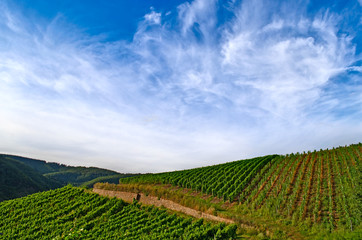 Fototapeta na wymiar winnic na wzgórzach