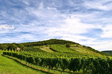 Fototapeta na wymiar Winnica na wzgórzu