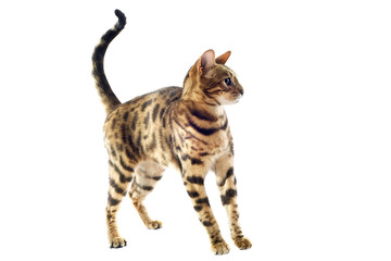 chaton bengal