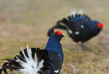 The Black Grouse or Blackgame (Tetrao tetrix).